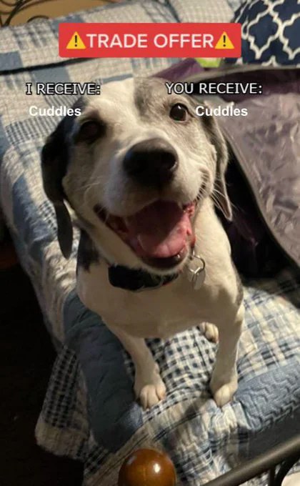 Adorable Dog Trade Offer Meme For Equal Cuddles Exchange