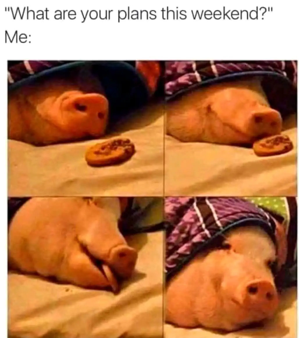 Funny Weekend Plans Meme Pig In Bed Cookie