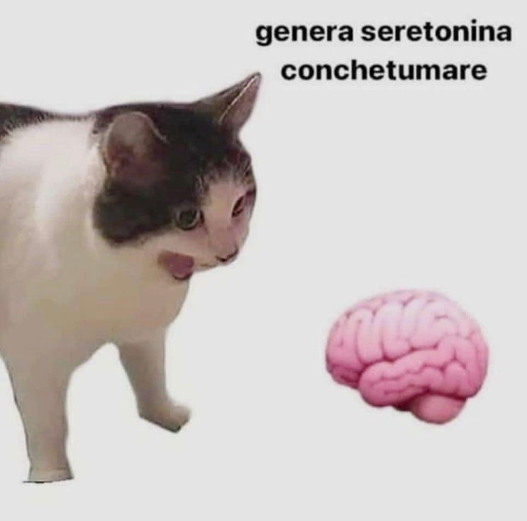 Why it empty cat meme asking brain to make serotonin right now