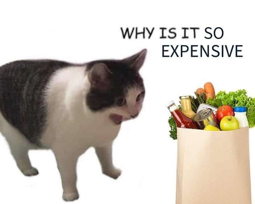 Why it empty cat meme shocked by expensive grocery prices