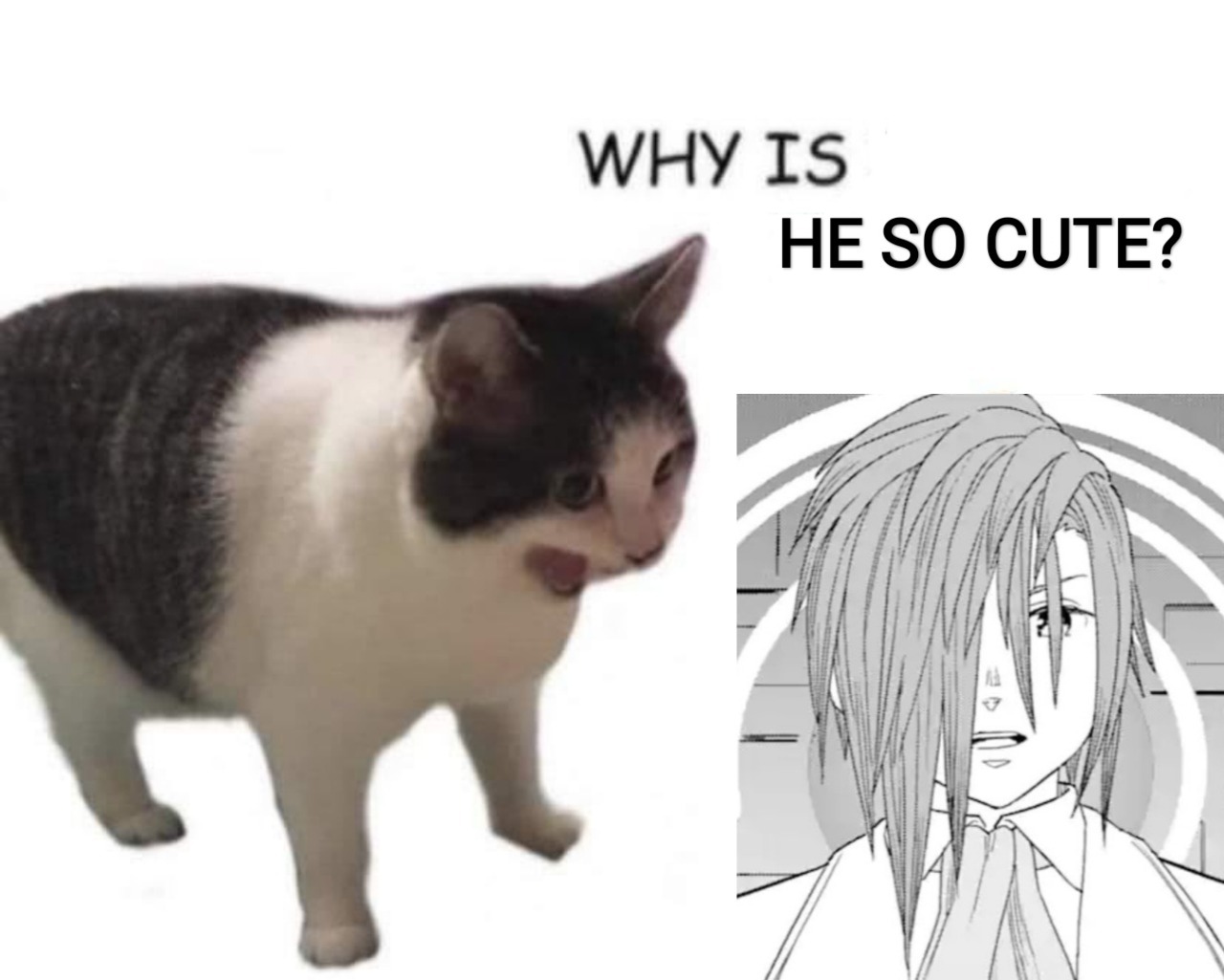 Why it empty cat meme reacting to a cute anime boy character