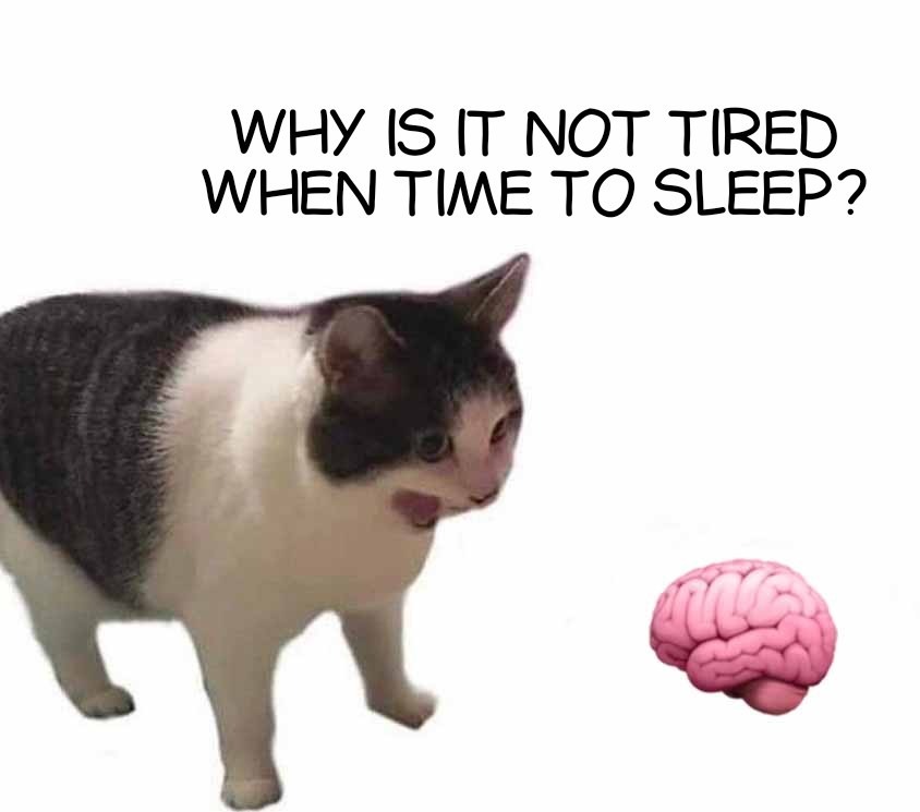 Why it empty cat meme confused why brain won't sleep at night