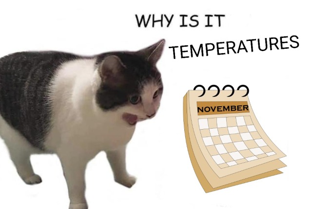 Why it empty cat meme shocked by November's dropping temperatures