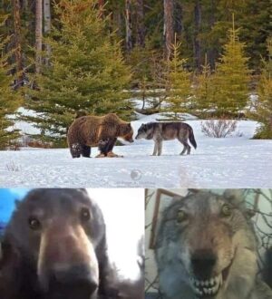 Bear vs Wolf Meme Template