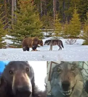 Bear vs Wolf Meme Template