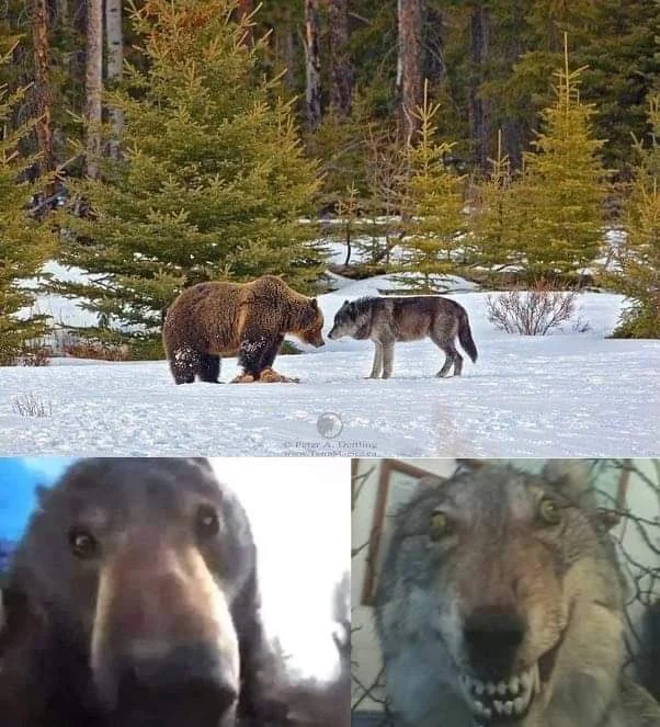 Bear vs Wolf Meme Template