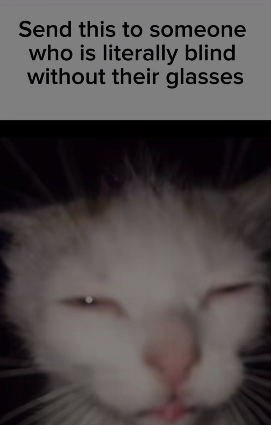 Squinting cat meme looks blurry when you are blind without your glasses