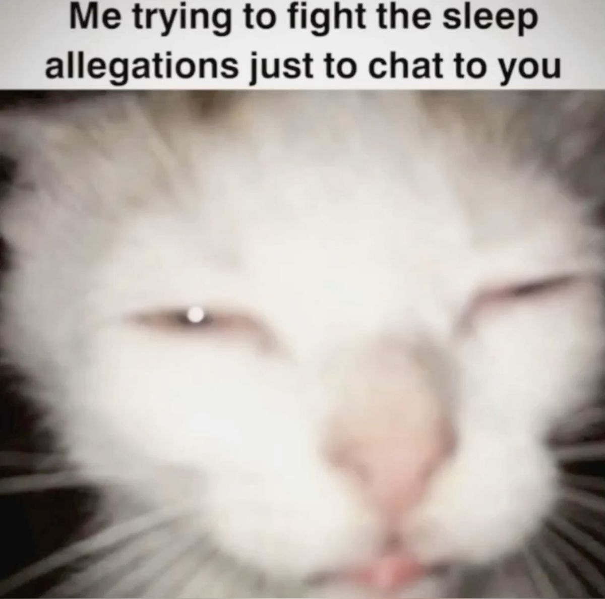 Squinting cat meme fighting sleep allegations just to stay awake to chat to you