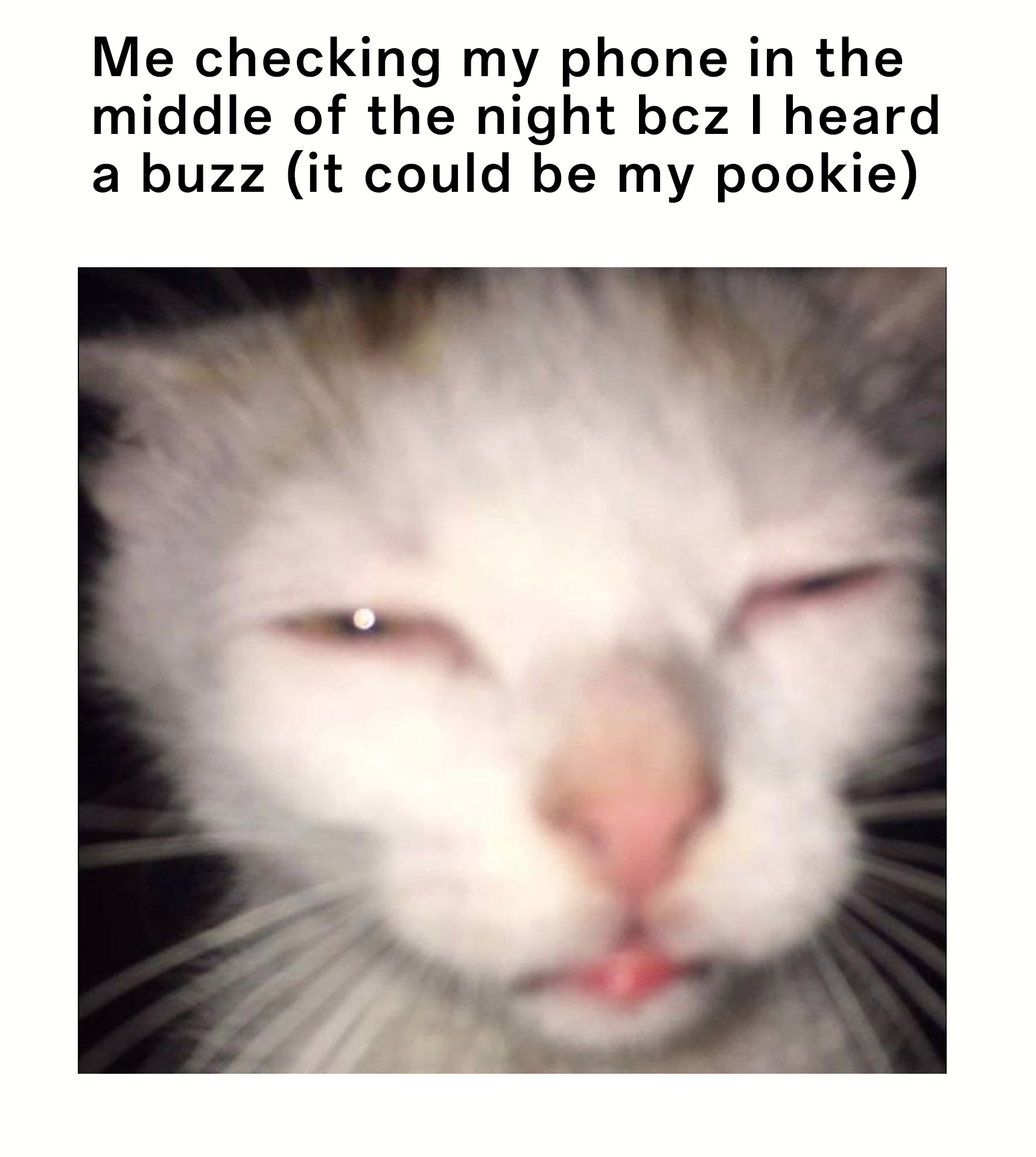 Squinting cat meme checking phone in the middle of night after hearing buzz hoping it is pookie