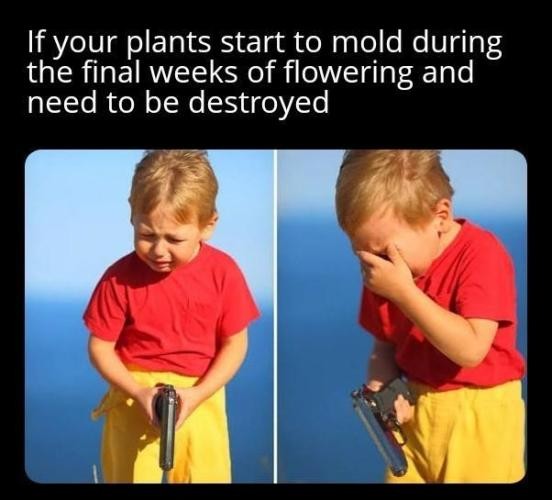 Crying kid with gun meme upset about moldy plants late in flowering