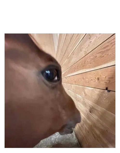 Horse side eye meme template Horse side eye meme template