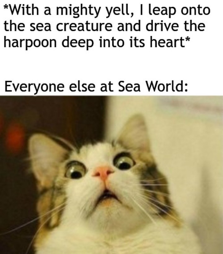 Scared cat meme horrified when someone stabs sea creature at Sea World Scared cat meme horrified when someone stabs sea creature at Sea World