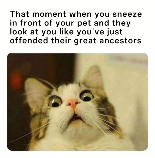 Scared cat meme judging you like you offended their great ancestors when you sneeze in front of them Scared cat meme judging you like you offended their great ancestors when you sneeze in front of them