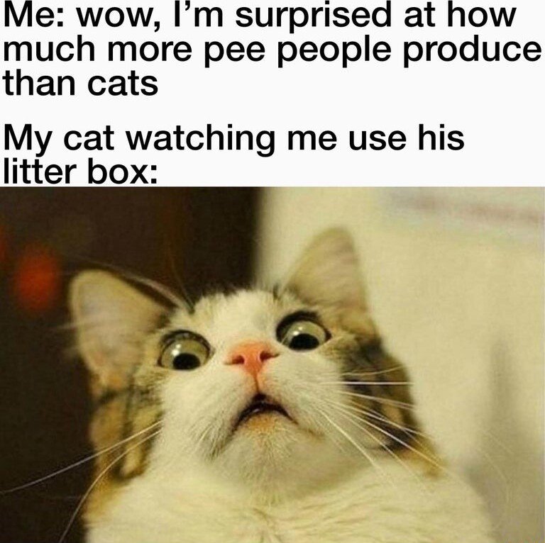 Scared cat meme shocked watching owner use his litter box Scared cat meme shocked watching owner use his litter box