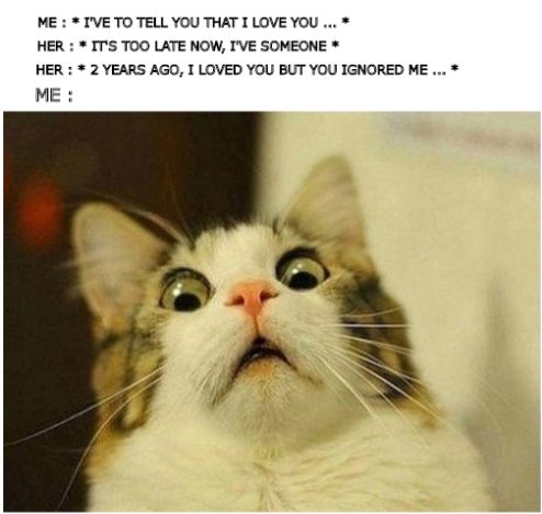 Scared cat meme shocked after confessing love to girl who already has someone else Scared cat meme shocked after confessing love to girl who already has someone else