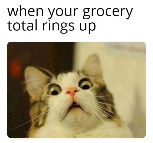 Scared cat meme shocked when your grocery total rings up Scared cat meme shocked when your grocery total rings up