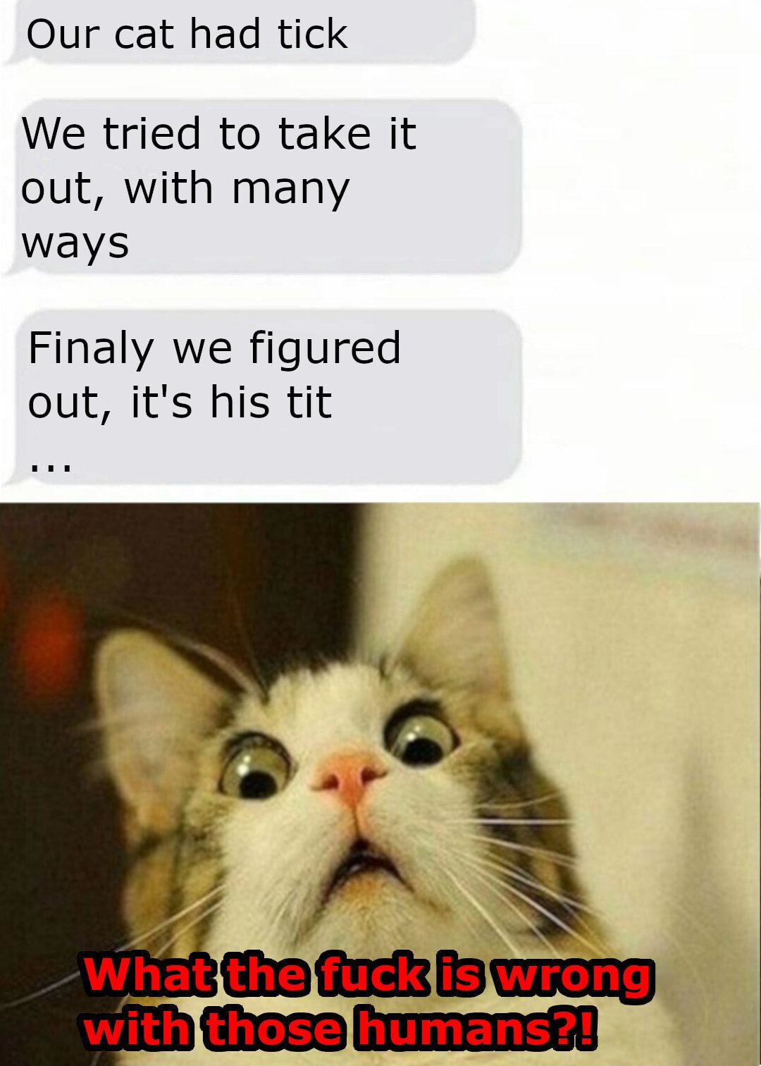 Scared cat meme horrified when owners mistake its nipple for a tick and try to remove it Scared cat meme horrified when owners mistake its nipple for a tick and try to remove it