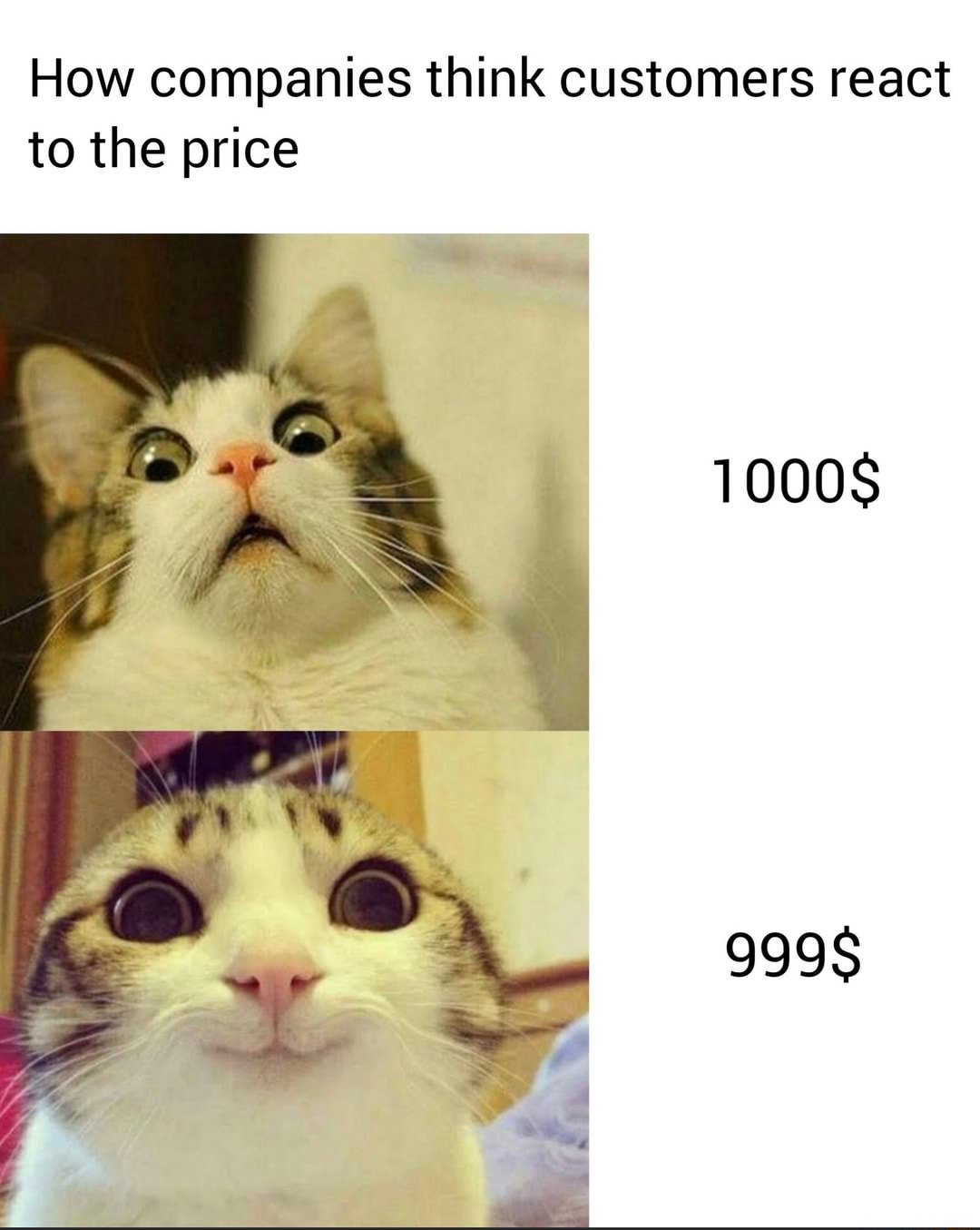 Scared cat meme showing different customer reactions to 1000$ vs 999$ price Scared cat meme showing different customer reactions to 1000$ vs 999$ price