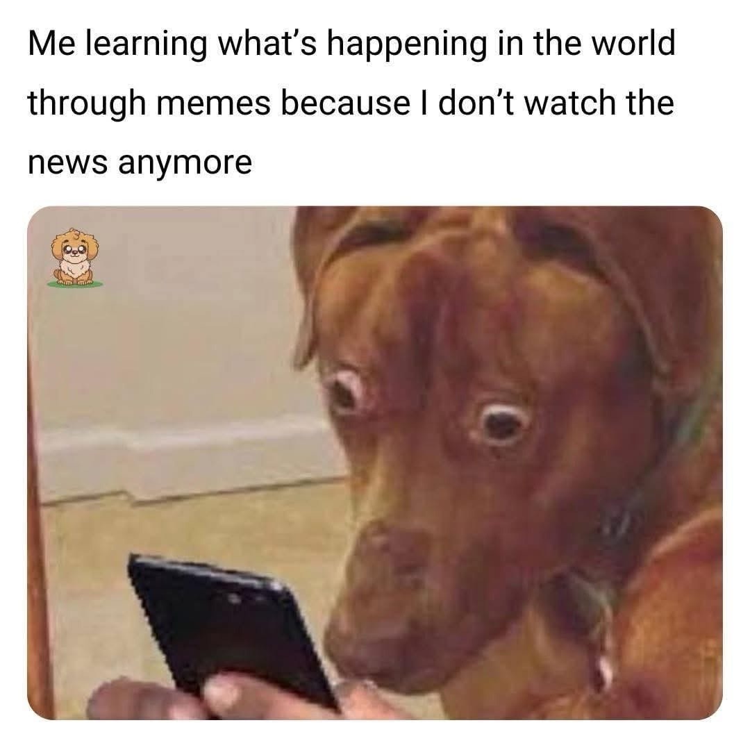 Scared dog meme learning world news through memes