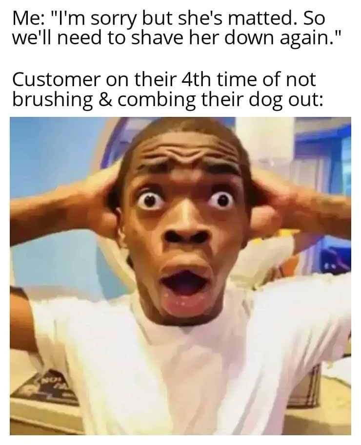 Shocked black guy meme dog owner told shave again