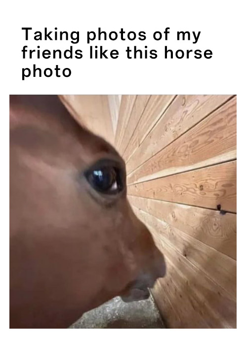 Side eye horse meme taking distorted close up silly photos of friends playfully Side eye horse meme taking distorted close up silly photos of friends playfully