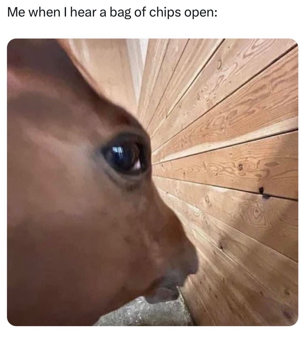 Side eye horse meme staring intently when hearing a bag of chips open Side eye horse meme staring intently when hearing a bag of chips open