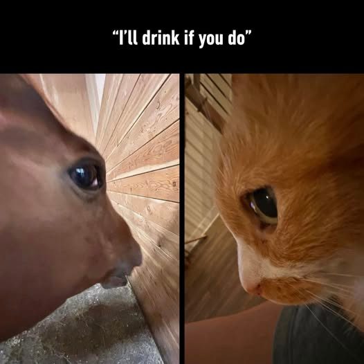 Side eye horse meme staring at orange cat agreeing to drink if you do Side eye horse meme staring at orange cat agreeing to drink if you do
