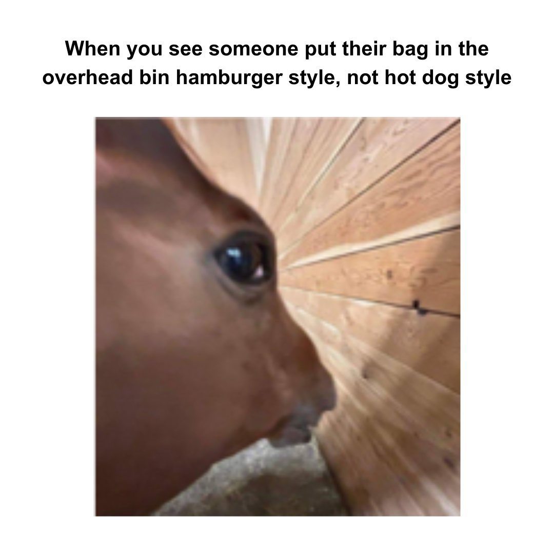 Side eye horse meme judging people stowing bags hamburger style in overhead bin Side eye horse meme judging people stowing bags hamburger style in overhead bin