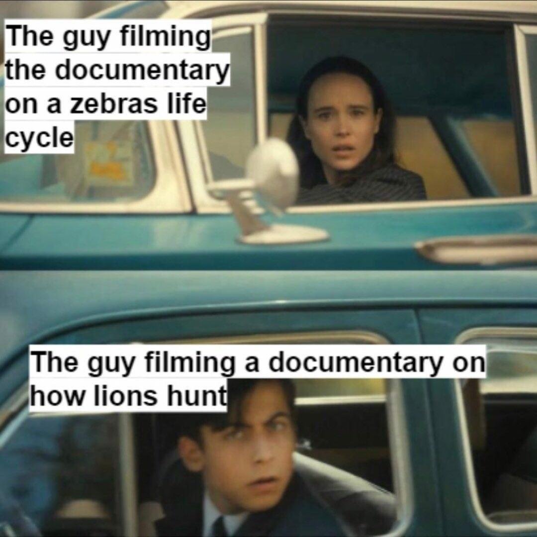 Zebra documentary meme filming lions hunt in shock