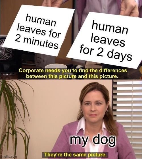 They're the same picture meme my dog waits the same