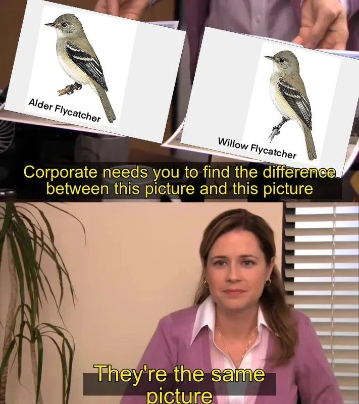 They're the same picture meme bird difference joke