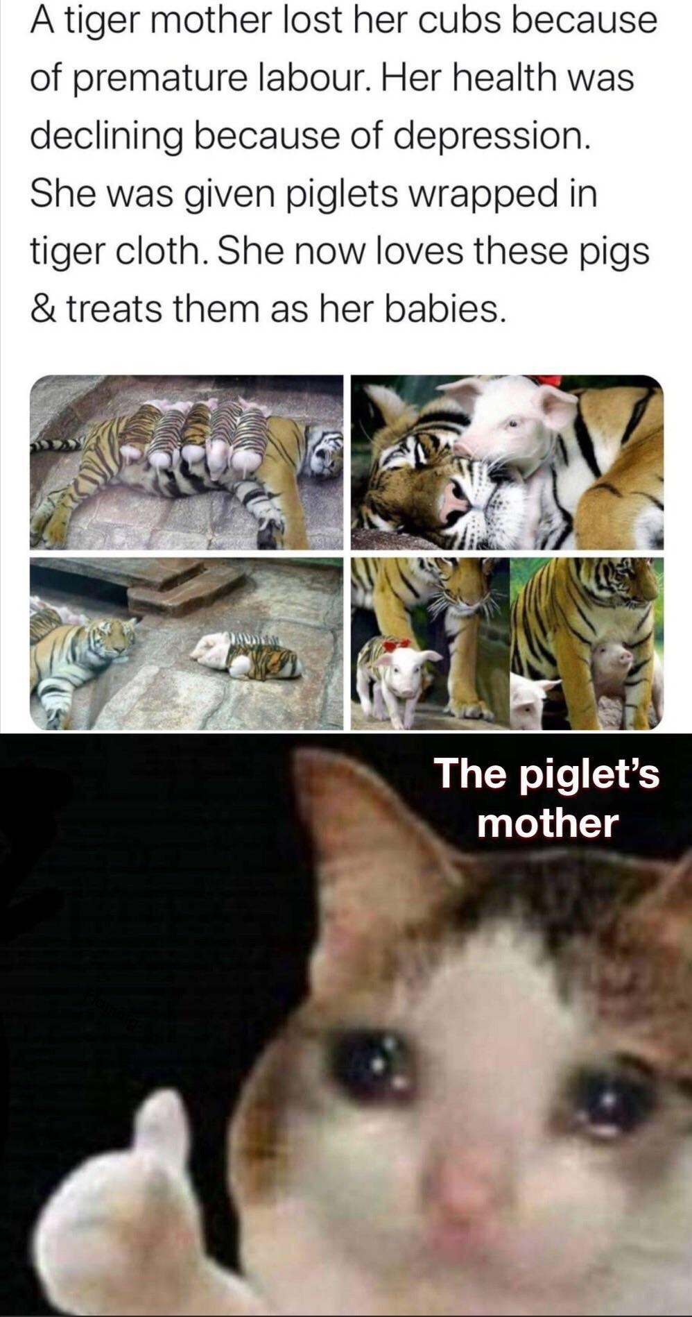 Thumbs up crying cat meme tiger mom adopting piglets as her own