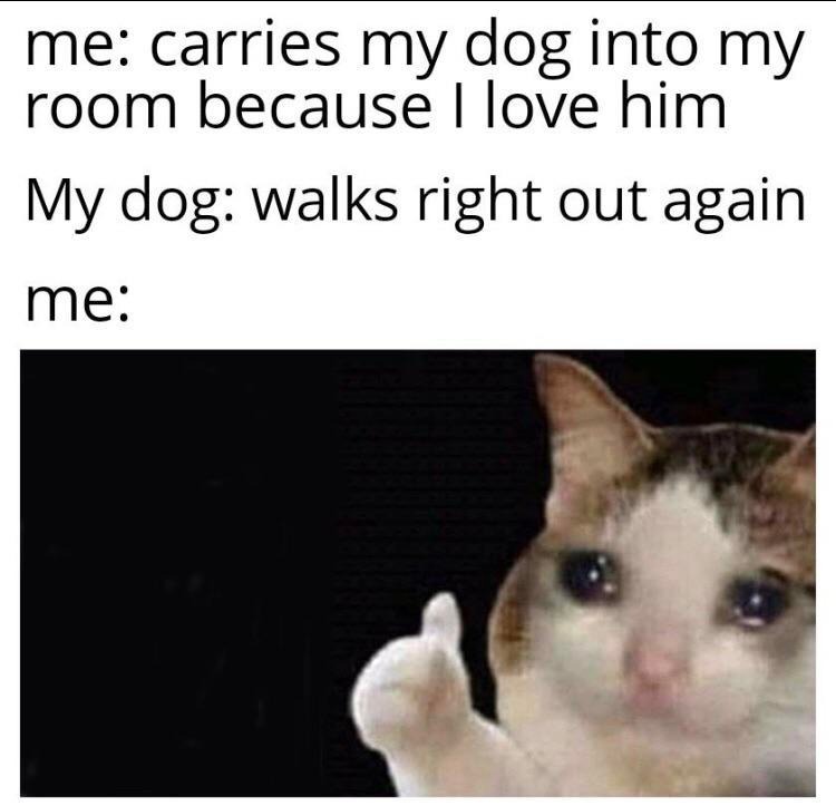 Thumbs up crying cat meme about being rejected by a beloved dog