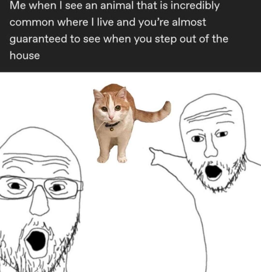 Two soyjaks pointing meme overreacting shocked at common local cat you see stepping outside Two soyjaks pointing meme overreacting shocked at common local cat you see stepping outside