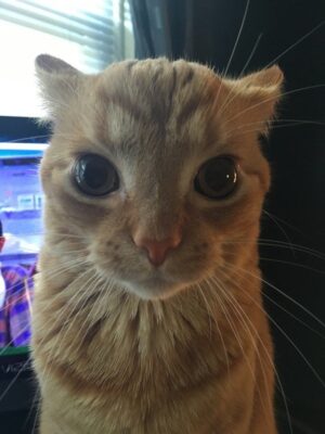 Orange cat staring meme template