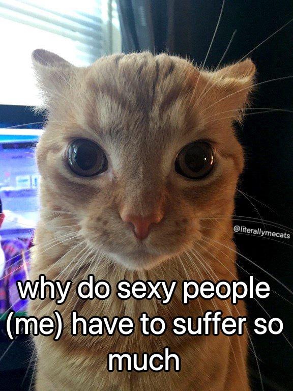 Orange cat staring meme complaining about suffering so much