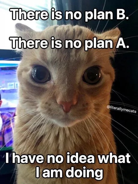Orange cat staring meme no plan no idea what to do