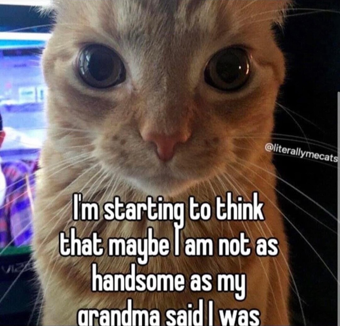Orange cat staring meme doubting he is not as handsome as grandma said