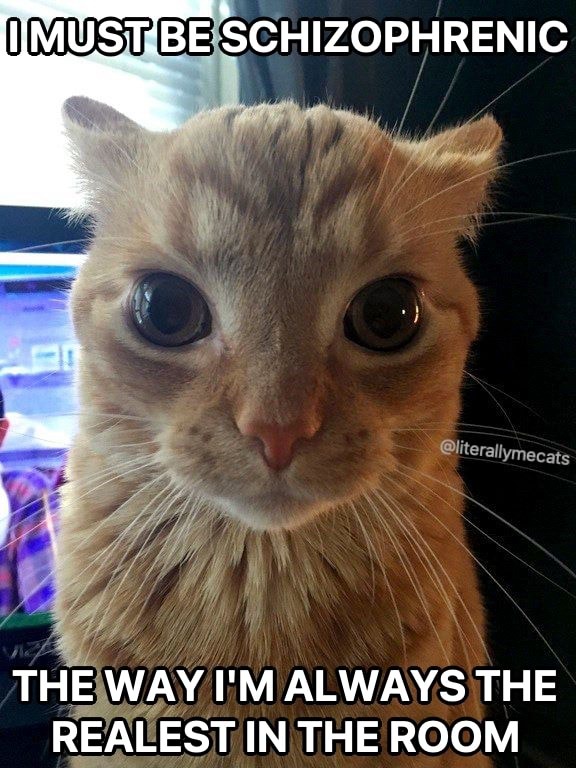 Orange cat staring meme thinks he is the realest in the room