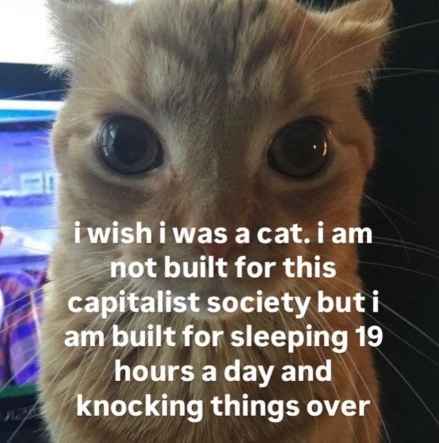 Orange cat staring meme rejects capitalism loves napping