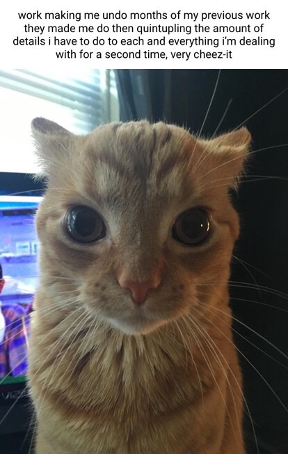 Orange cat staring meme annoyed by extra work