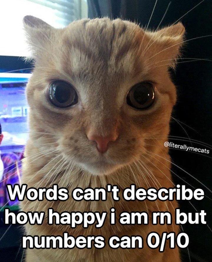 Orange cat staring meme rates happiness 0/10