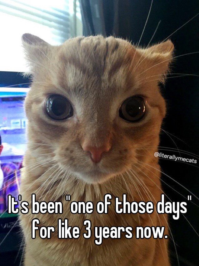 Orange cat staring meme stuck in bad days for 3 years