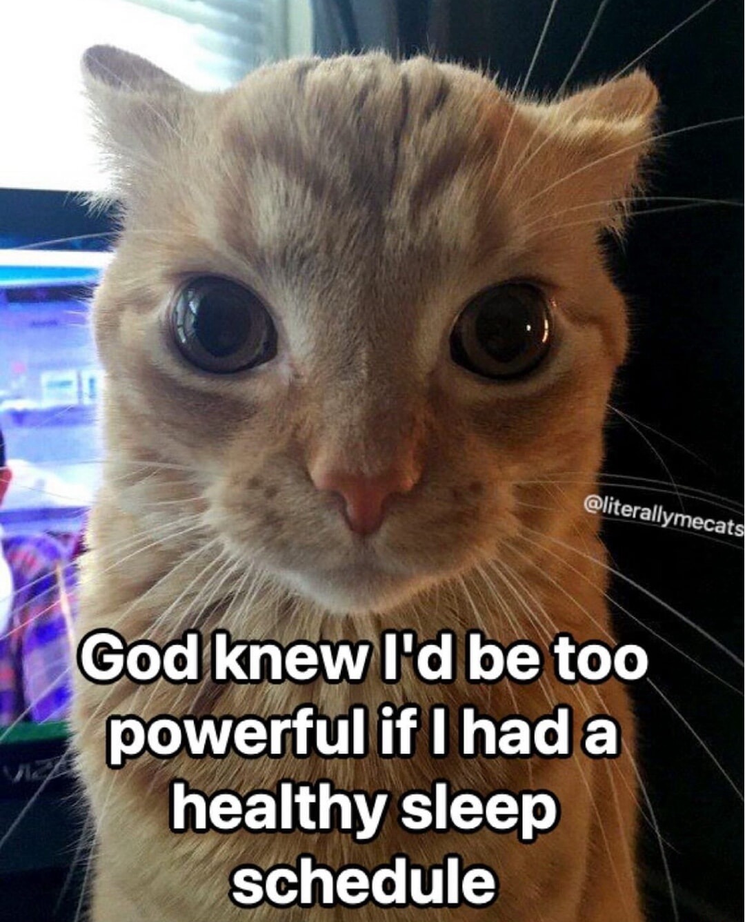 Orange cat staring meme admits bad sleep schedule