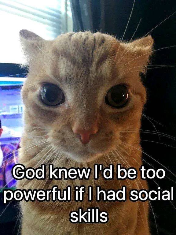Orange cat staring meme lacks social skills