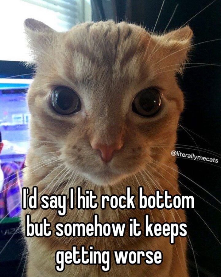 Orange cat staring meme hit rock bottom keeps getting worse