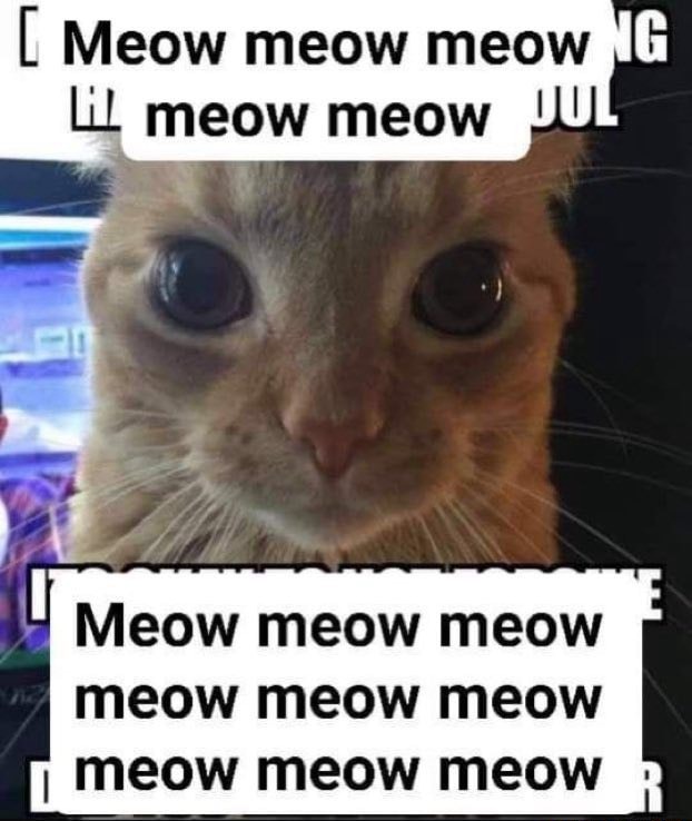 Orange cat staring meme meowing