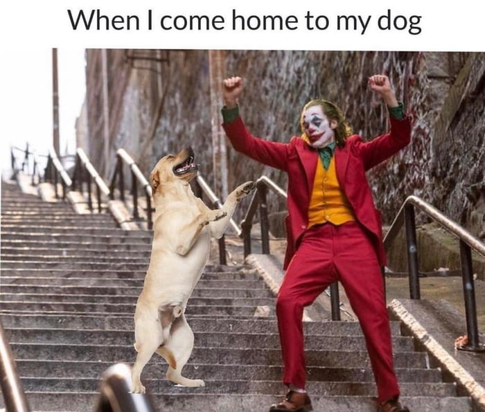 Joker dance meme happy to greet dog