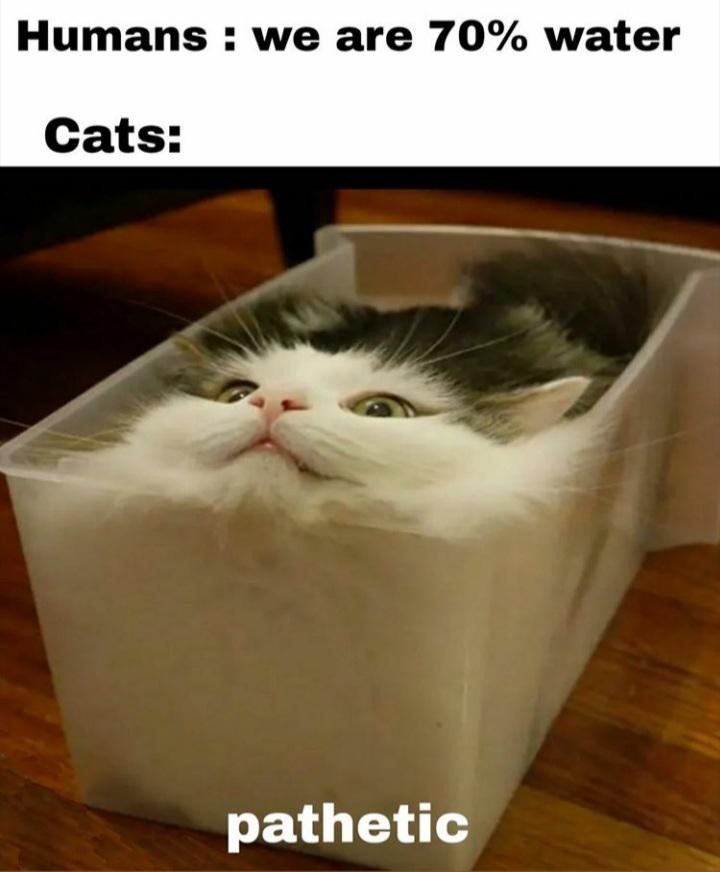 Pathetic cat meme liquid feline physique - MemeMoe 